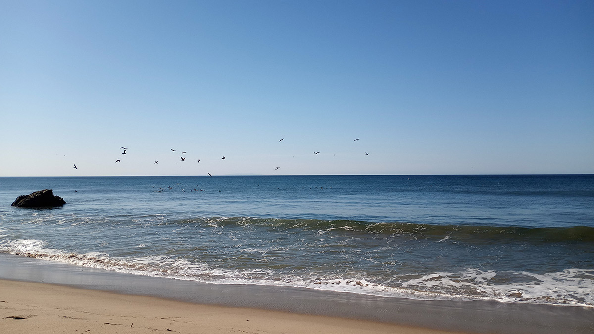 malibu-whales