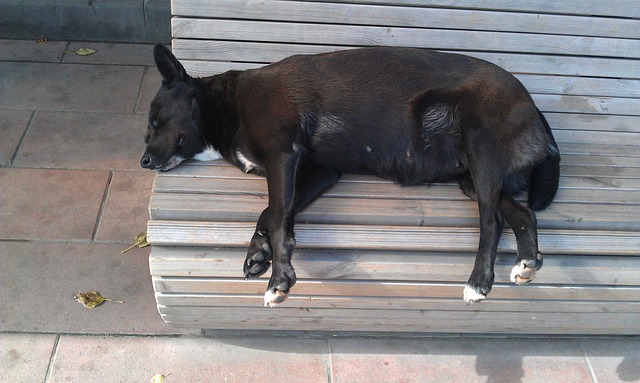 dog-gac80ff20f_640