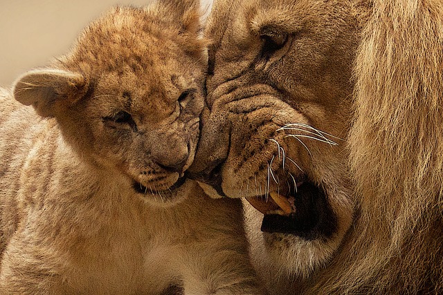 lion-g45d67b520_640